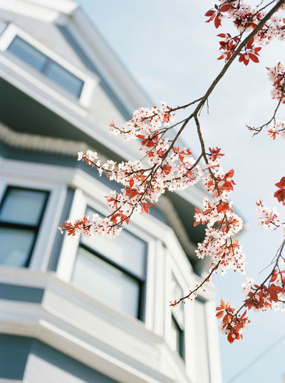Low angle view of cherry blossom tree by building