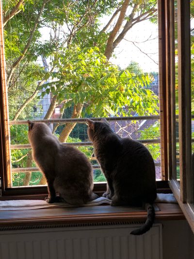 Cats sitting in a window
