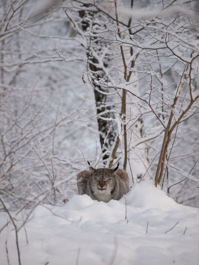 Lynx resting on snow covered field in forest