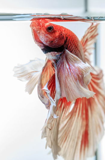 Close-up of siamese fish in tank