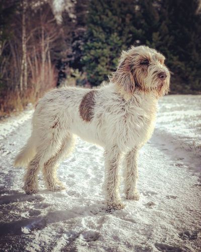 Side view of dog standing on field