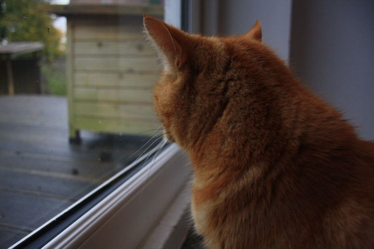 Close-up of a cat looking through window