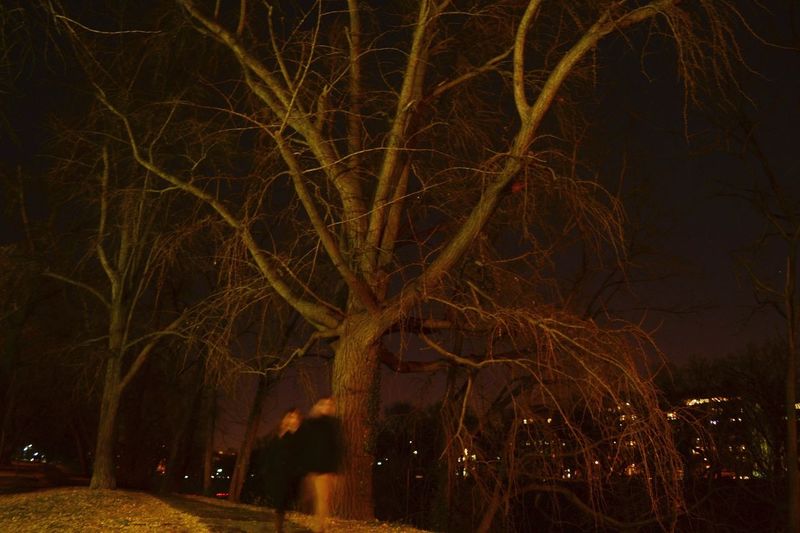 Bare trees against sky at night