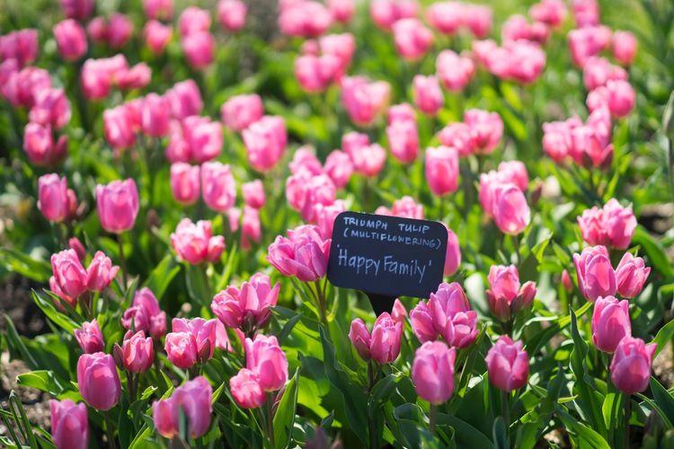 High angle view of pink tulips blooming in park