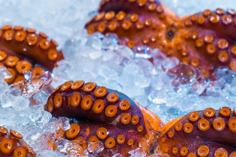 Close-up of octopus in crushed ice