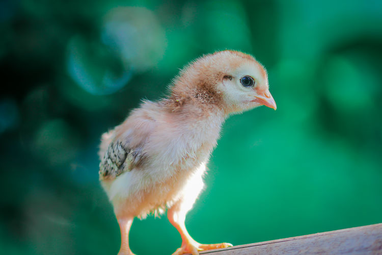 Baby chickens, day old chickens, poultry livestock,