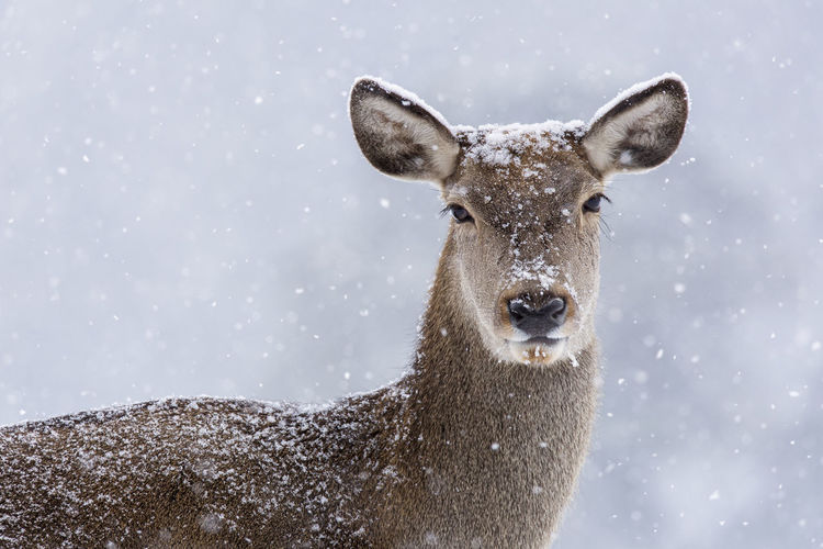 Close-up of animal on snow