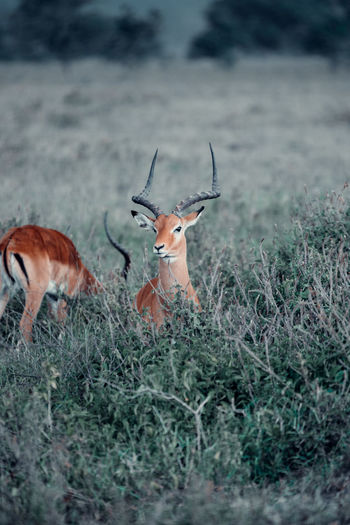 Antelope in kenya