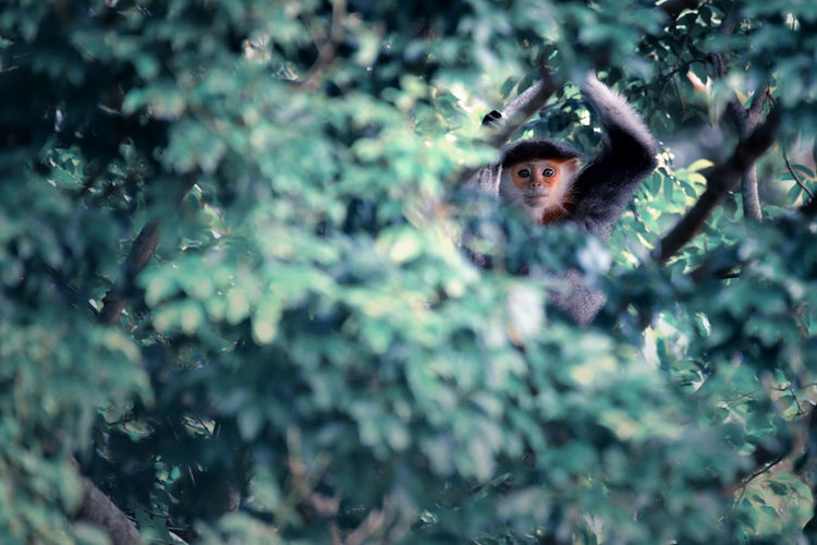 Portrait of monkey on tree