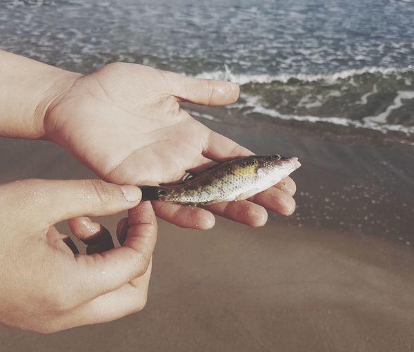 Close-up of hand holding leaf at beach