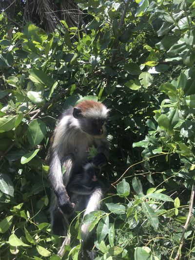Monkey in a forest
