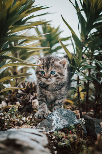 Furry explorer walks through the wilderness looking for new ways to have fun. first steps in wild