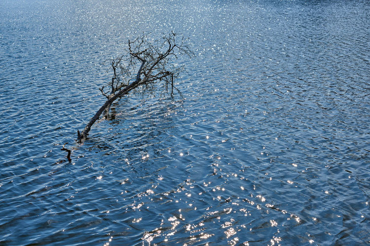 High angle view of bare tree in sea