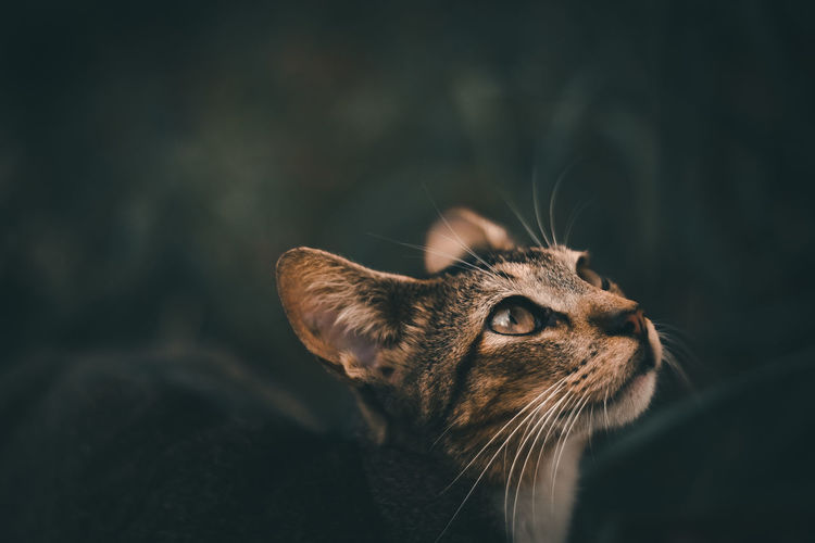 Close-up portrait of a cat looking away