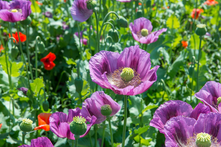 Close-up of purple flowering plants