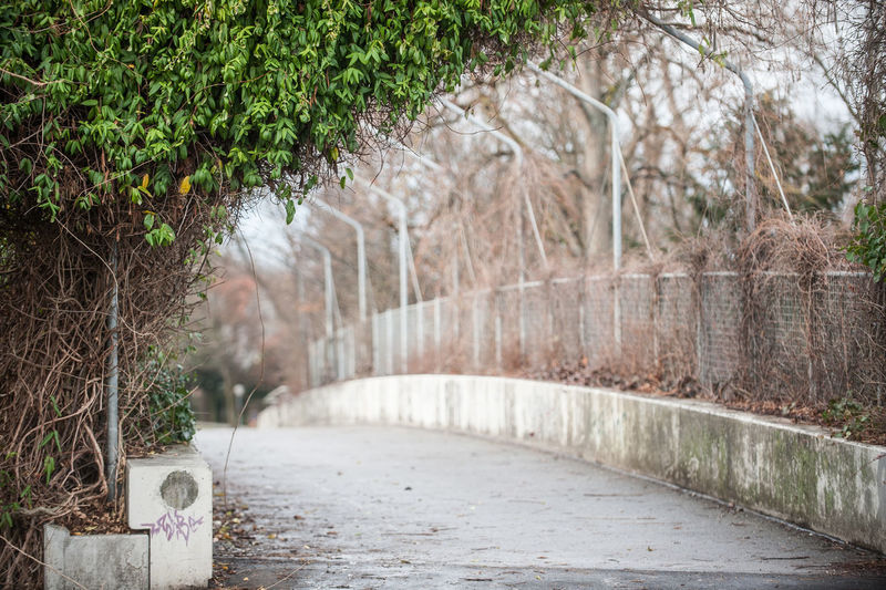 Plants and trees in park