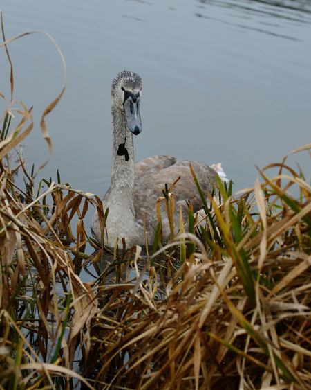 Swan in lake by grass