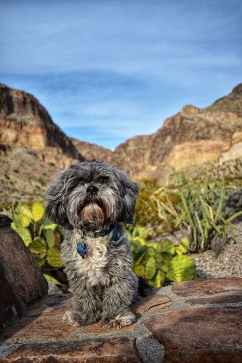 Small dog sitting on rock