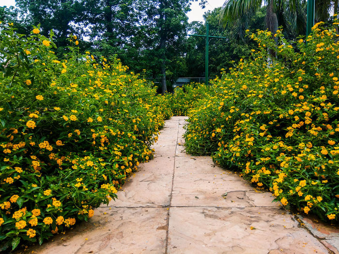 Footpath amidst yellow flowers