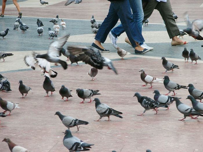 Low section of people walking by pigeon on street