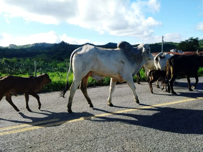 Animal, estrada, pista, vaca