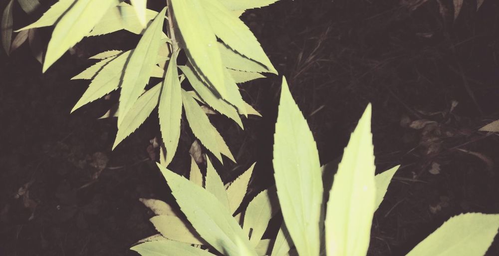 Close-up of leaves