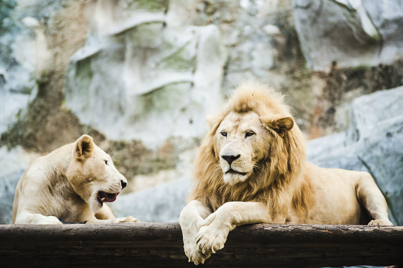 Lion and lioness relaxing at zoo