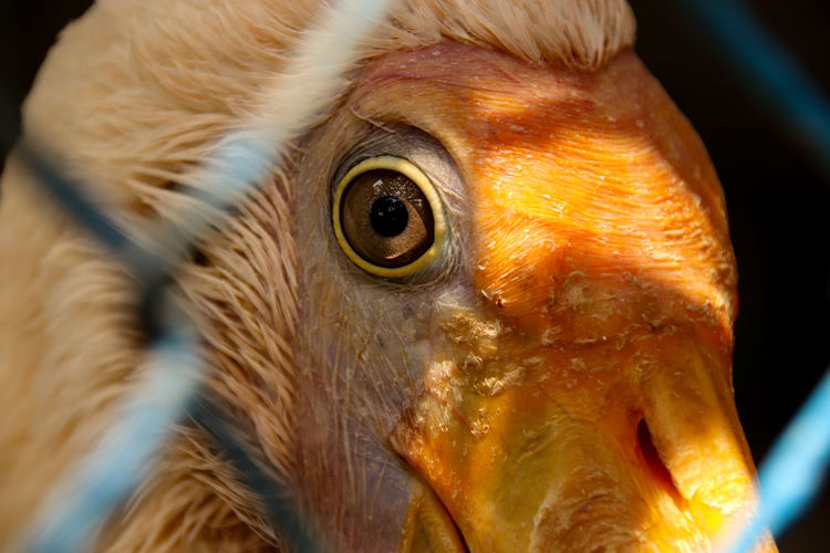 Close-up of a bird behind a wire cage