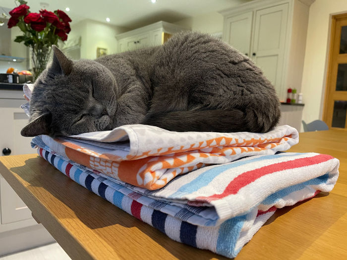 British blue cat sleeping on towels on a table