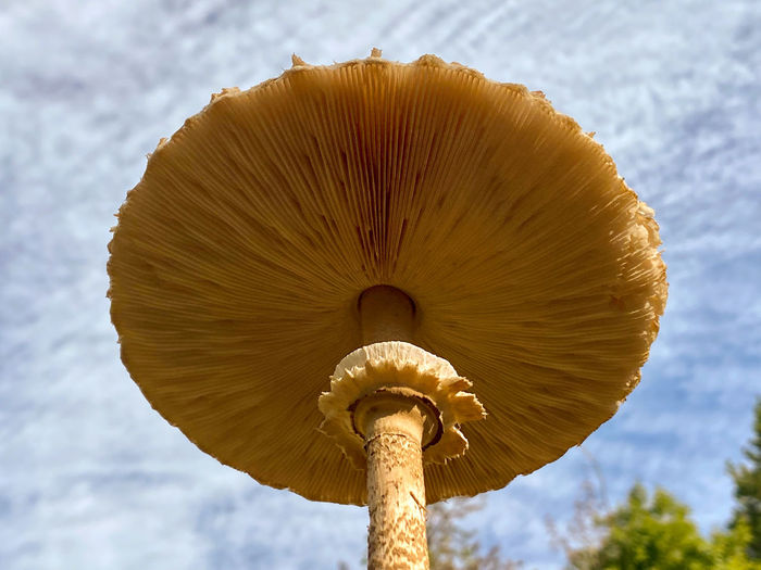 mushroom