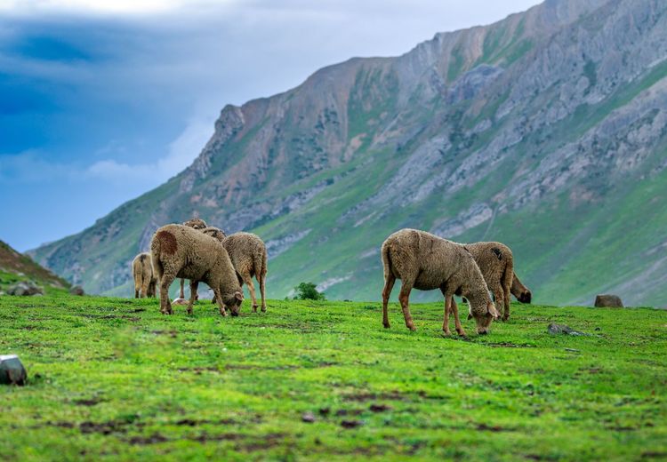 View of a sheep in a field
