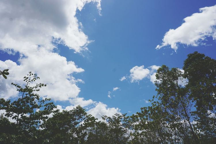 Low angle view of trees against cloudy sky