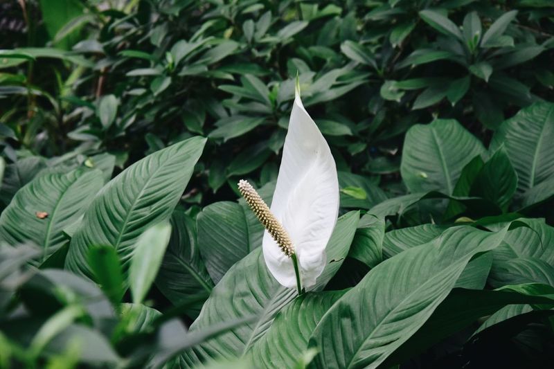 Close-up of white butterfly on plant