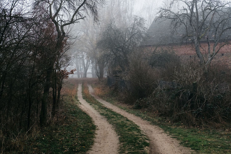 Dirt road amidst trees during foggy weather