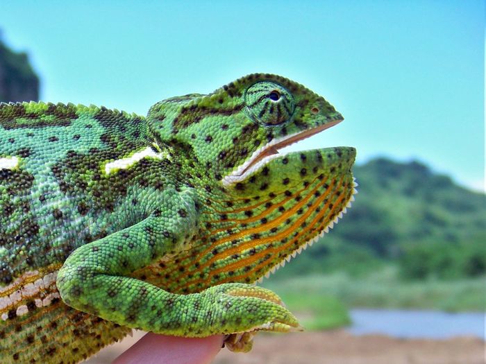 Close-up of chameleon against sky