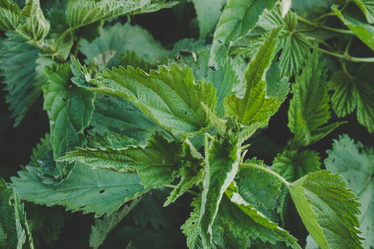 Close-up of stinging nettle leaves
