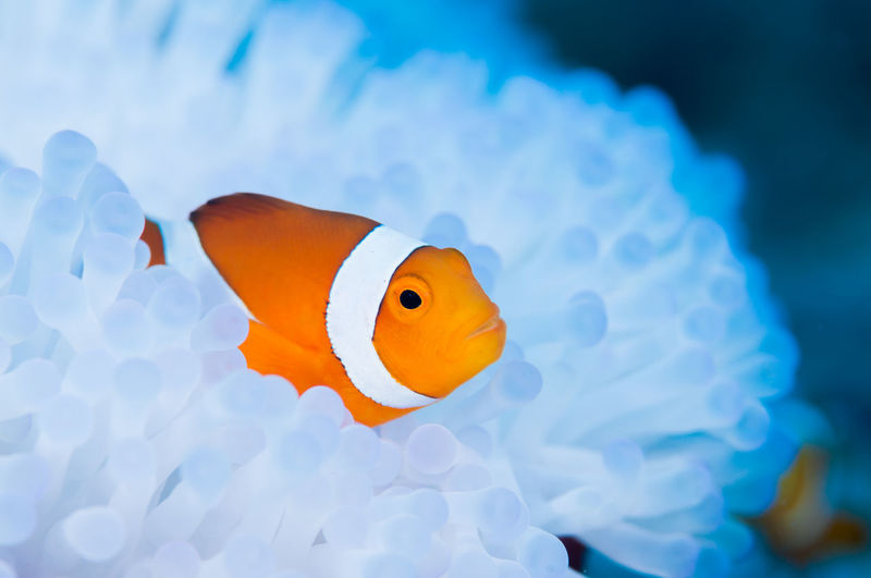 Close-up of anemonefish swimming in sea