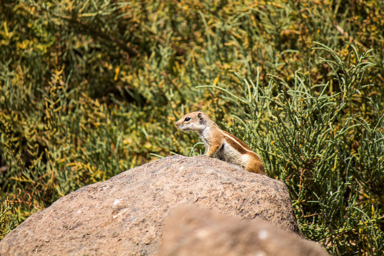 Side view of squirrel on rock