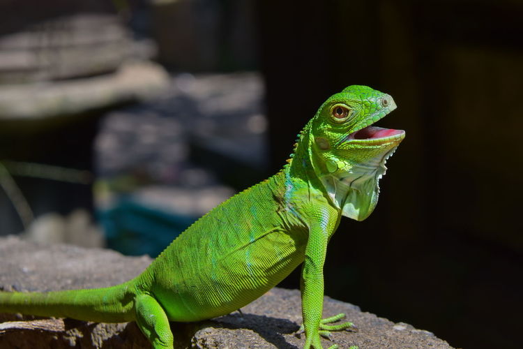 Close-up of lizard on rock, green iguana