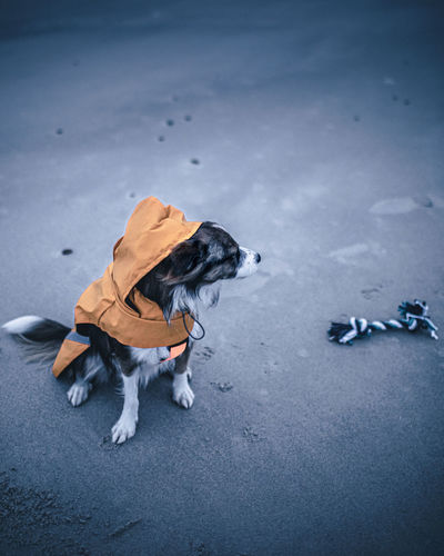 High angle view of dog on the beach with toy