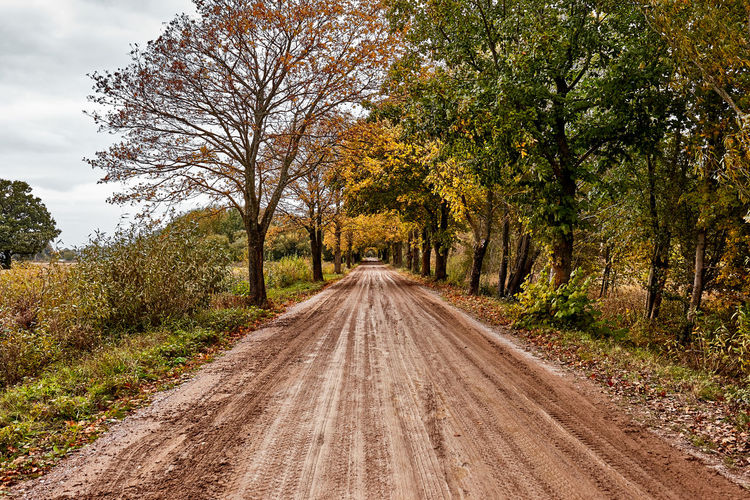 Dirt road amidst trees during autumn