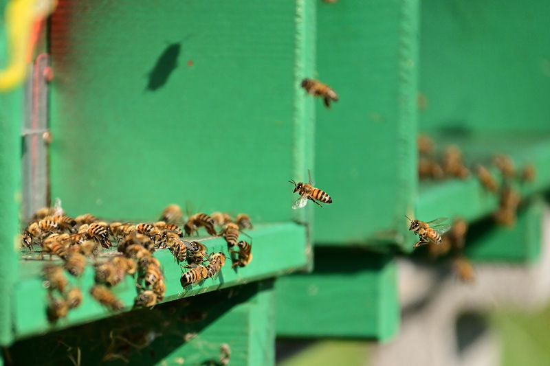 Bees at work