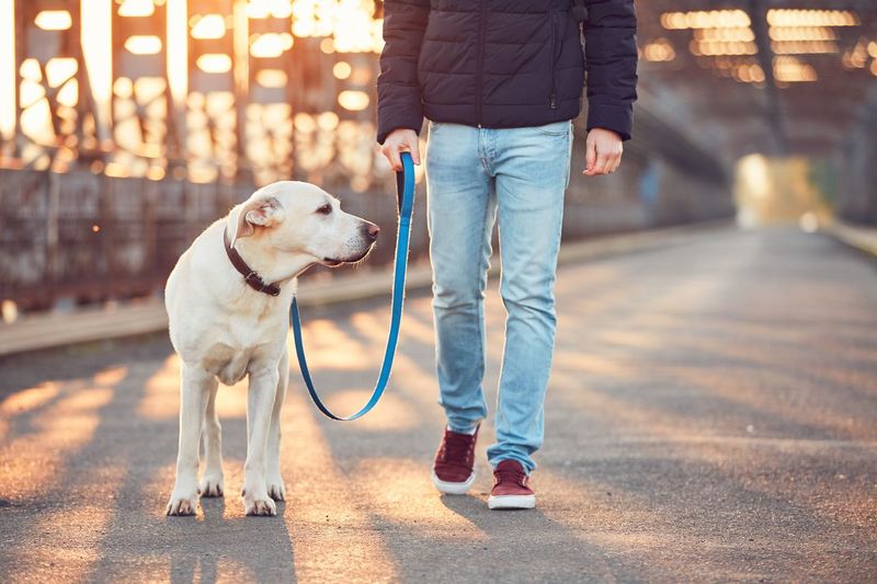 Low section of young man walking with labrador retriever on bridge