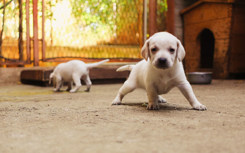 Portrait of puppy relaxing outdoors