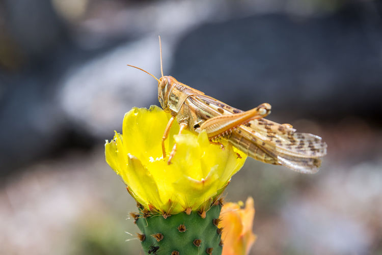 Grasshopper on yellow cactus flower outdoors