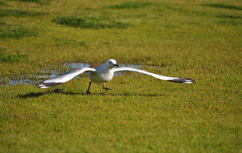 Seagull on grassy field