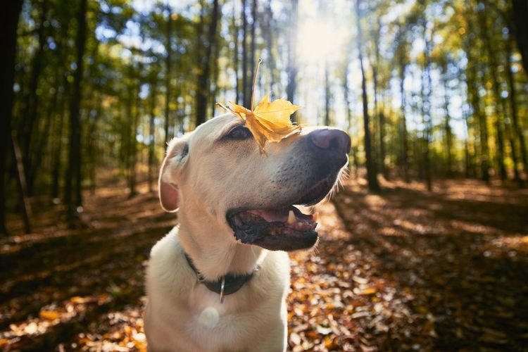 Happy dog in autumn forest. old labrador retriever wit yellow leaf on head.