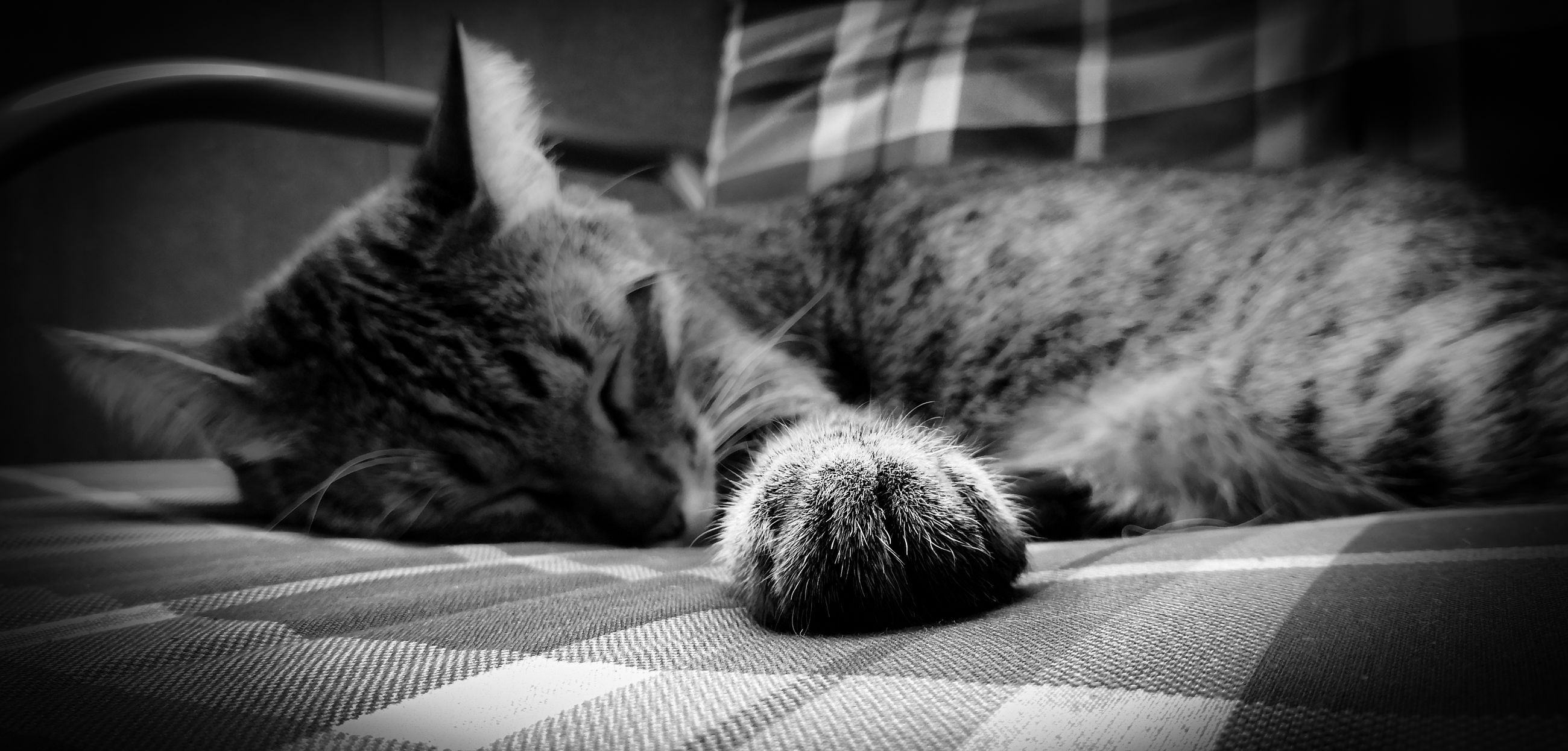 CLOSE-UP OF A CAT SLEEPING ON BED