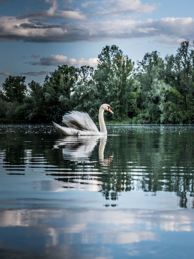 Swan swimming in lake against sky