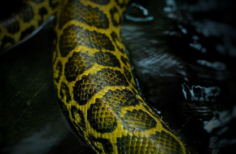 Close-up of snake